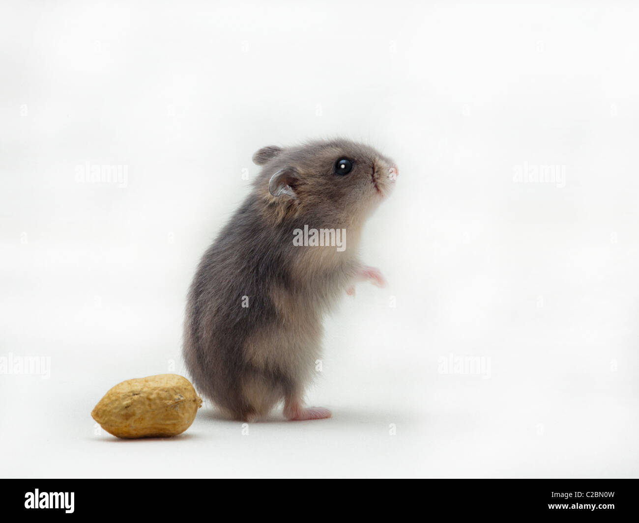 Criceto nano su bianco, in piedi Foto Stock