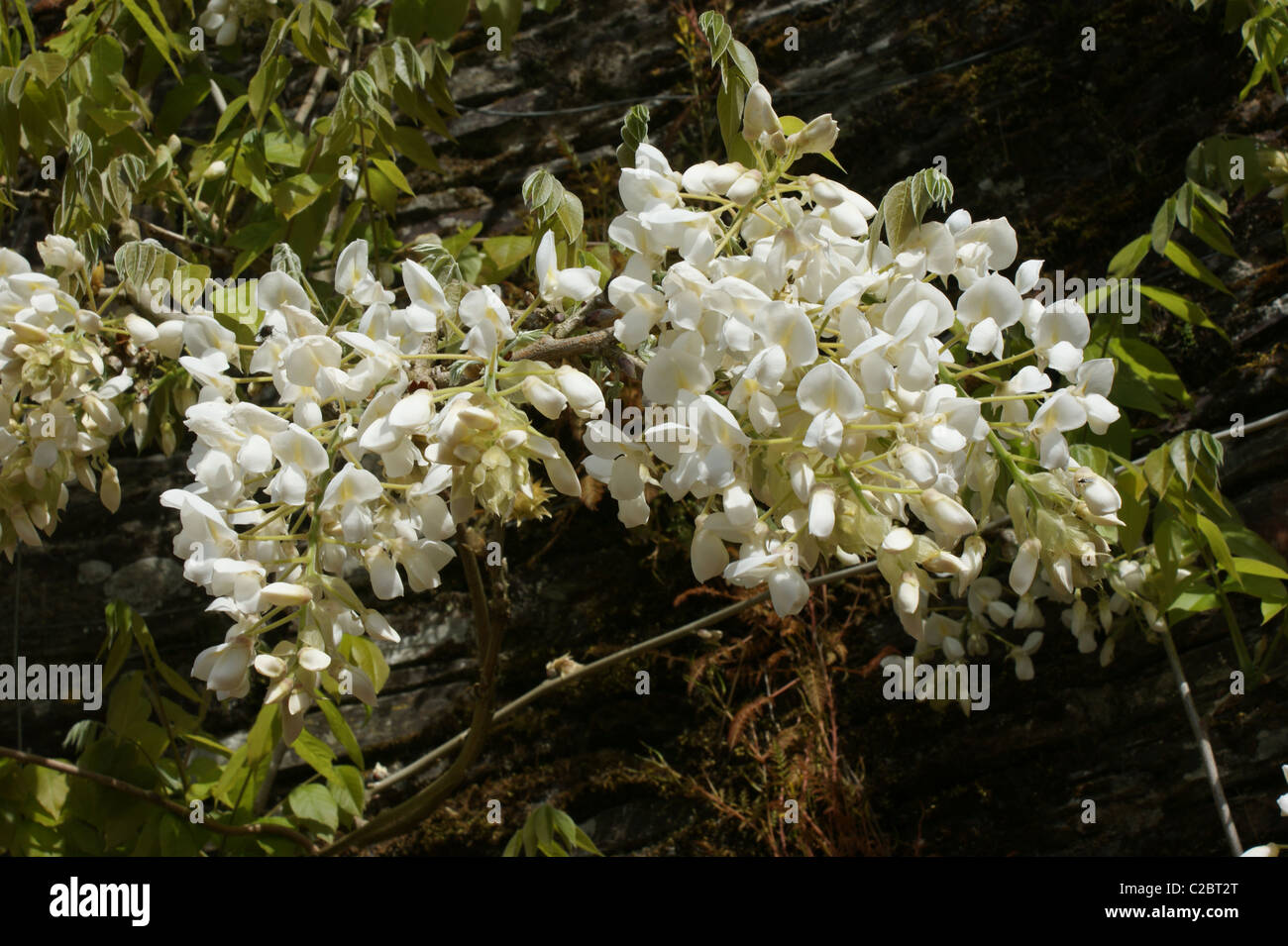 Wisteria sinensis "Alba" Foto Stock