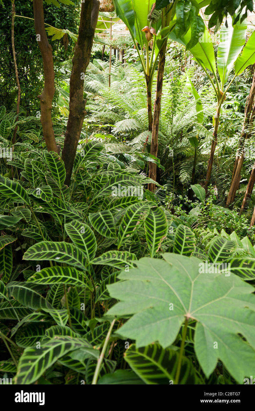 La fitta giungla fogliame in una foresta pluviale coperta Foto Stock