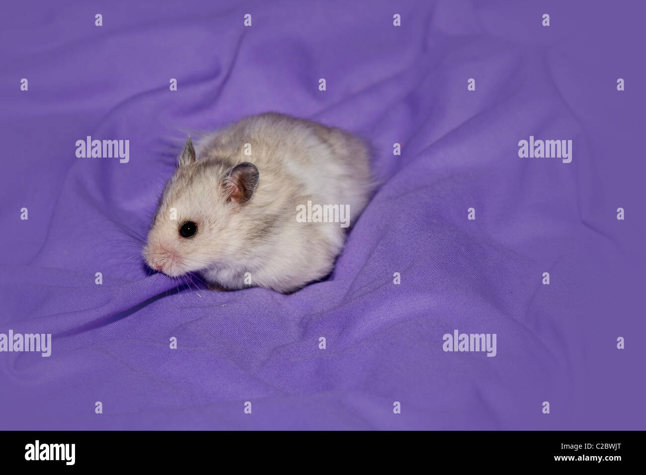 Questo hamster quasi mai smette di muoversi in modo questa breve pausa era insolito Foto Stock