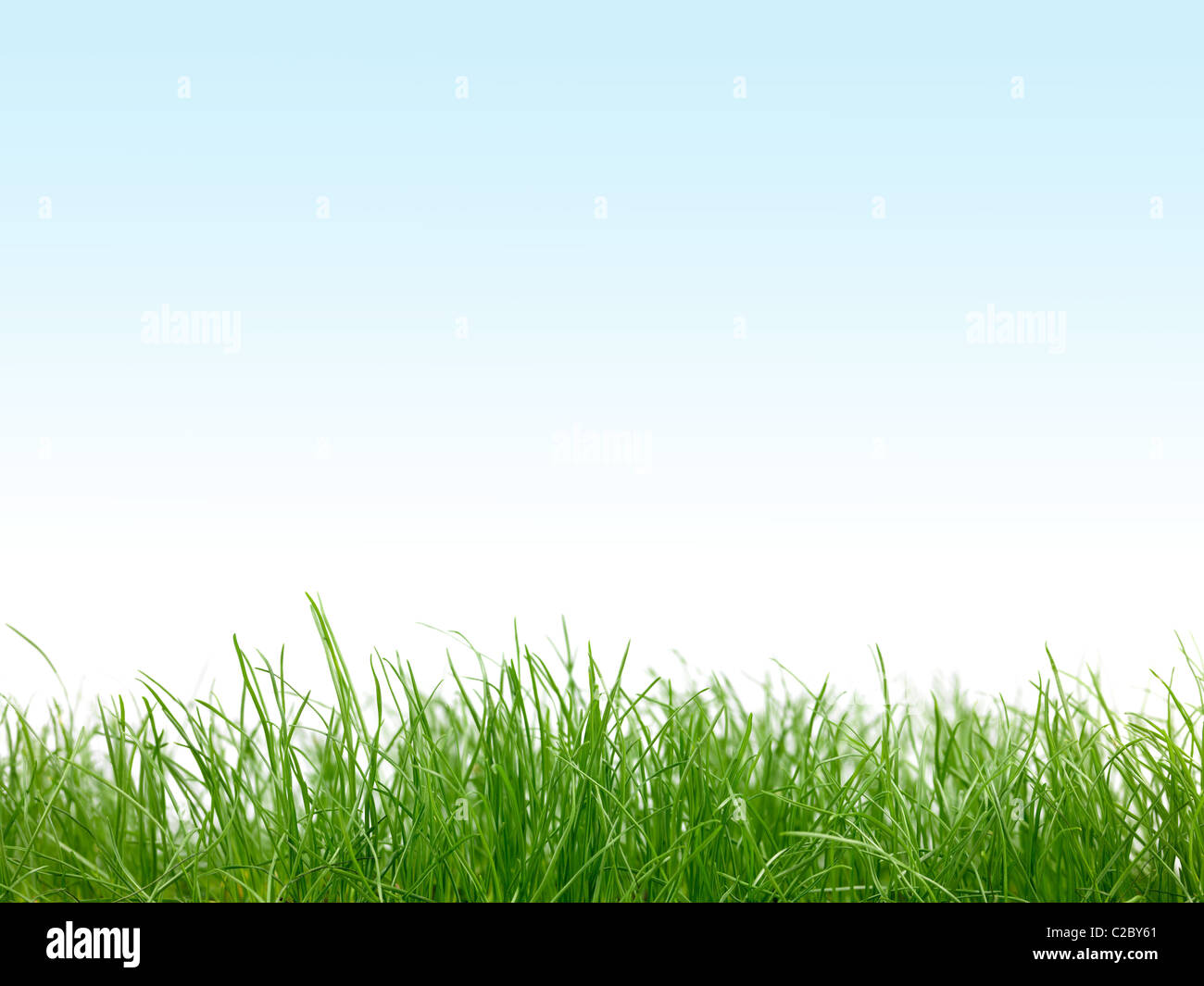 Erba verde isolata contro un cielo blu Foto Stock