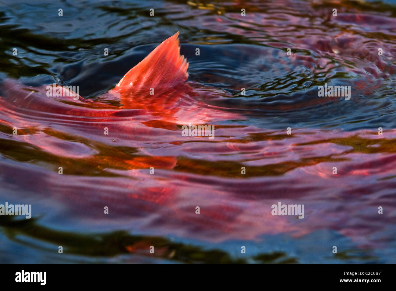 Immagine astratta di una deposizione delle uova di salmone rosso a nuotare in un torrente in Sud-centro Alaska. Foto Stock