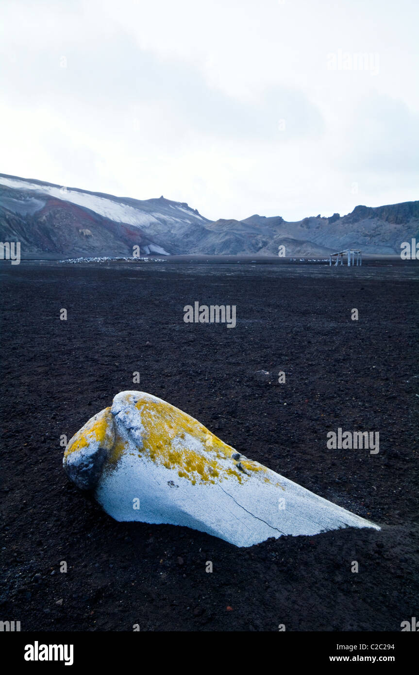 Le ossa di balena emergere dalla sabbia nera vulcanica su una spiaggia inospitale. Foto Stock