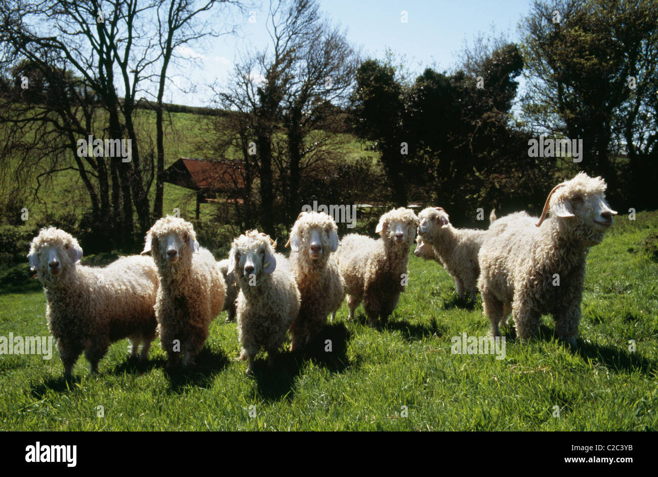 Capre Devon England Foto Stock