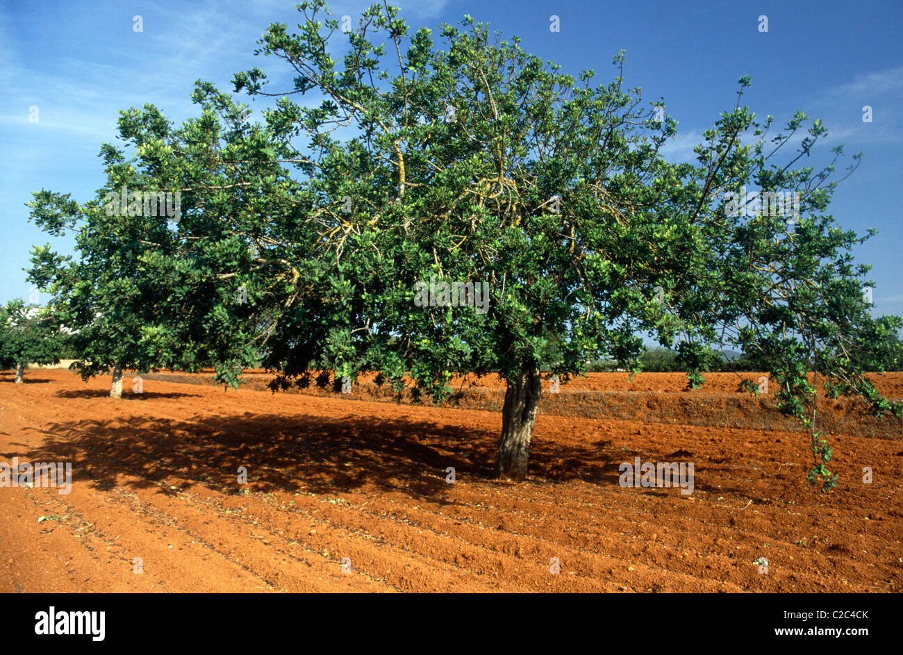 Ibiza rurale Spagna Foto Stock