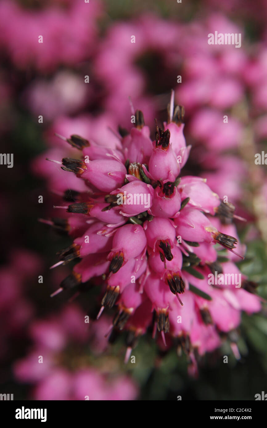 Fioritura invernale di erica rosa in un giardino erica Foto Stock