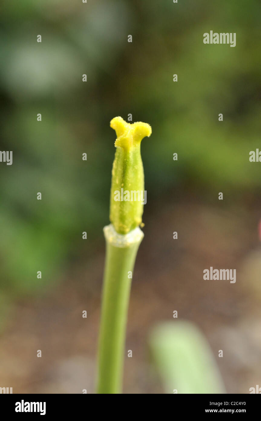 Stigma del tulipano. Foto Stock