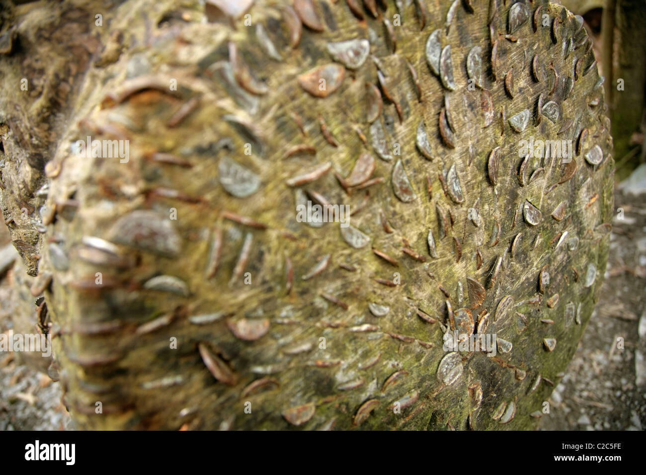 Lucky monete pressato in dead tronco di albero. Foto Stock