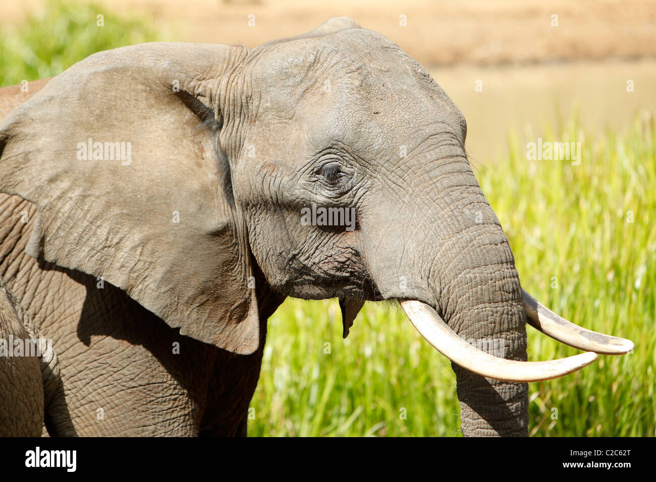 Un elefante africano in corrispondenza di un foro di irrigazione in Kenya Foto Stock