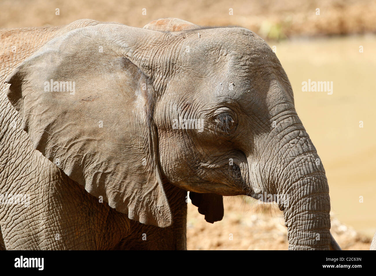 Un elefante africano in corrispondenza di un foro di irrigazione in Kenya Foto Stock