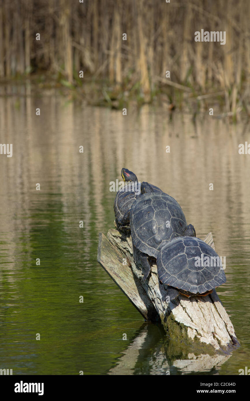 Tre tartarughe seduto su un albero insieme Foto Stock