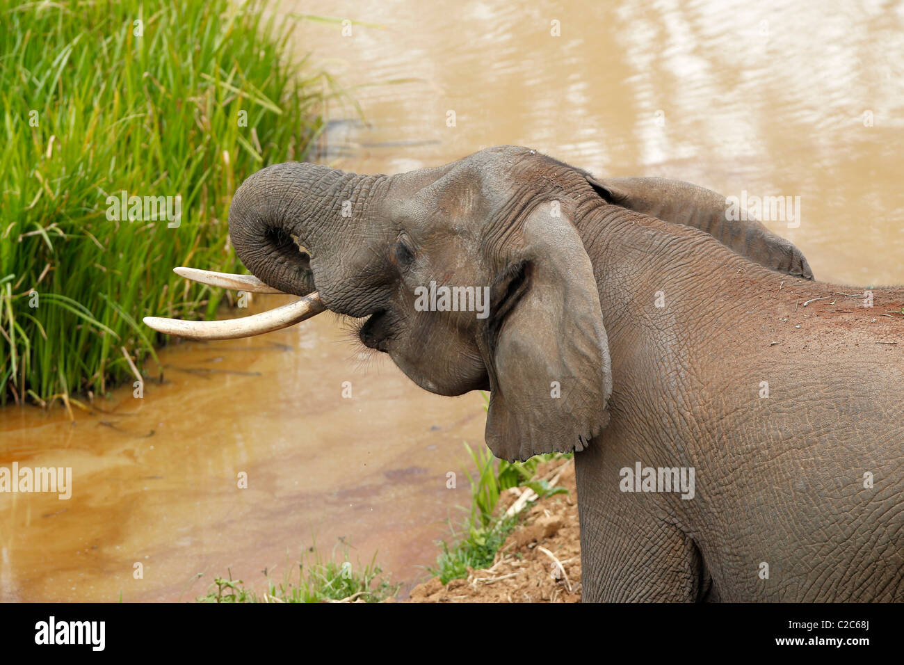 Un elefante africano in corrispondenza di un foro di irrigazione in Kenya Foto Stock