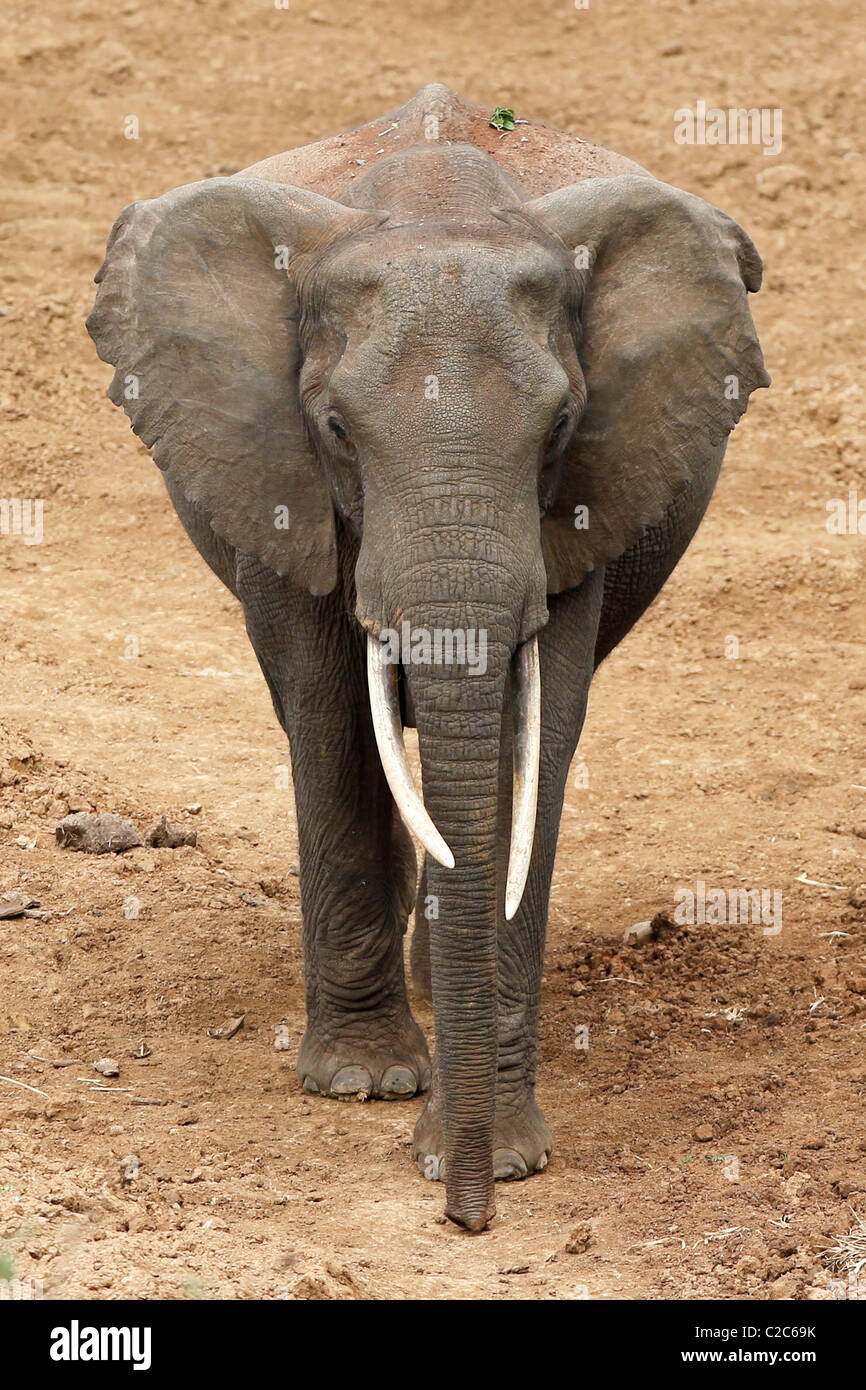Un elefante africano in corrispondenza di un foro di irrigazione in Kenya Foto Stock