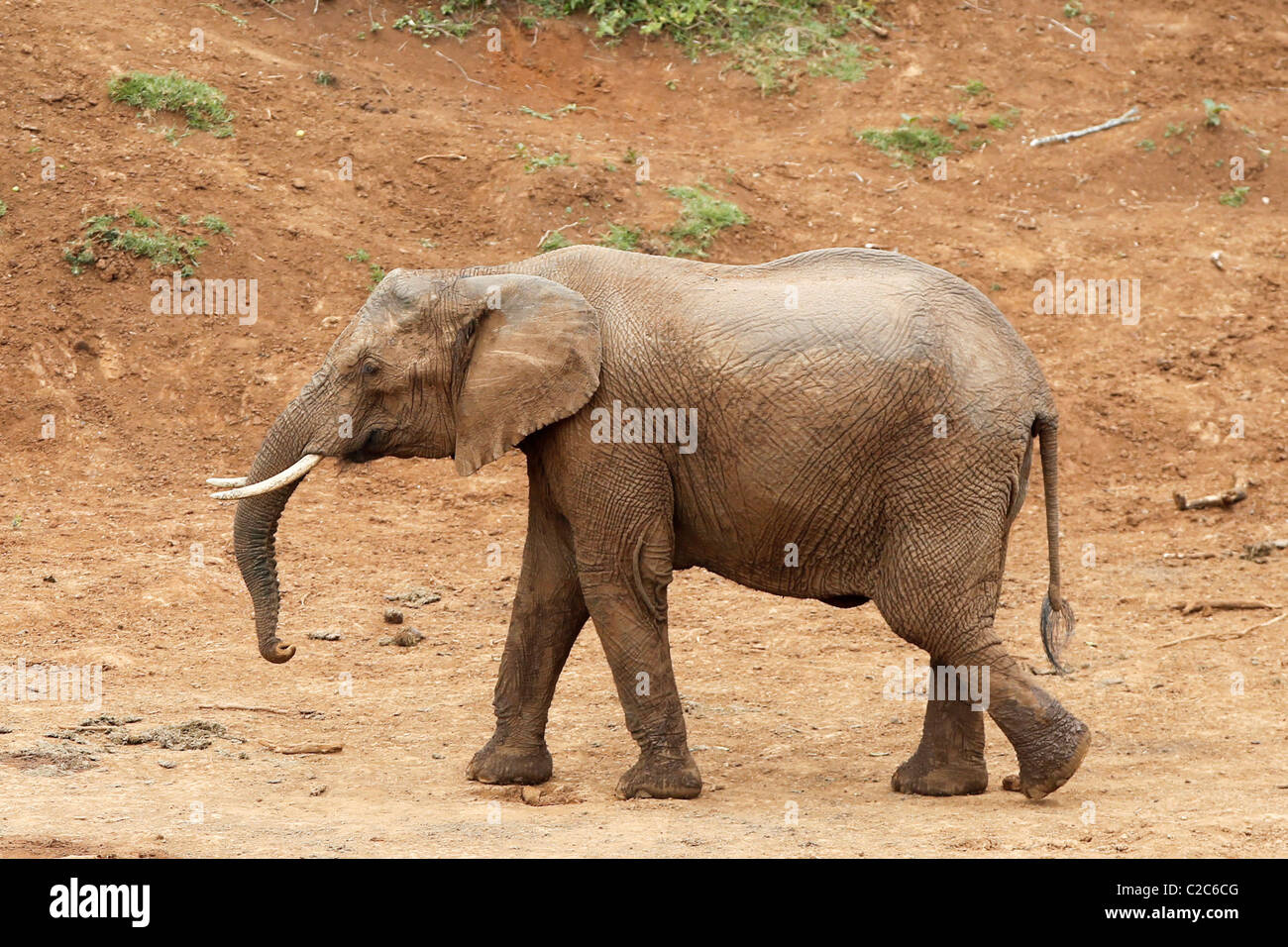 Un elefante africano in corrispondenza di un foro di irrigazione in Kenya Foto Stock