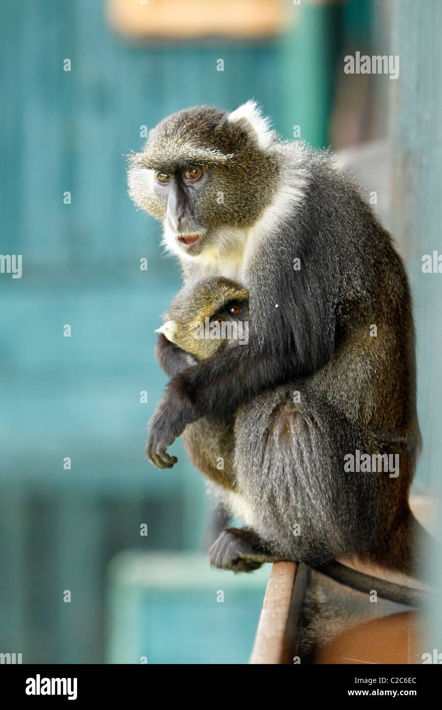 Un Sykes scimmia con un neonato si siede su un palo di legno in Aberdares, Kenya Foto Stock