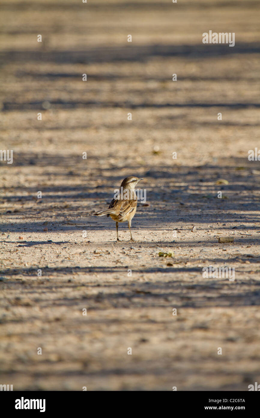 Reserva Ecologica (Costanera Sur), Buenos Aires Foto Stock