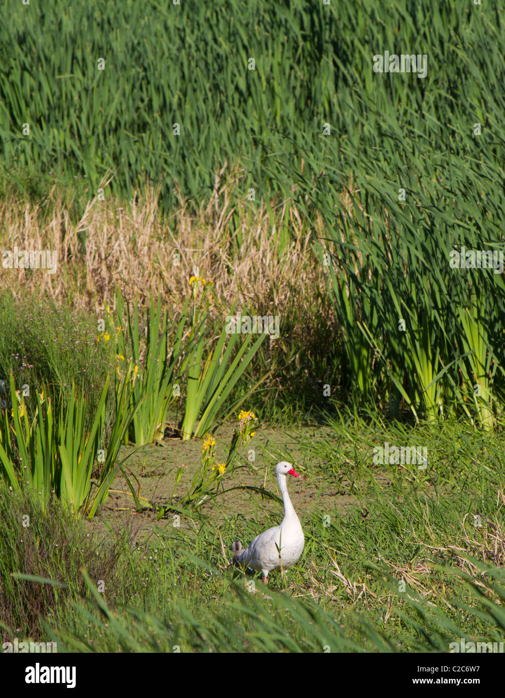 Reserva Ecologica (Costanera Sur), Buenos Aires Foto Stock