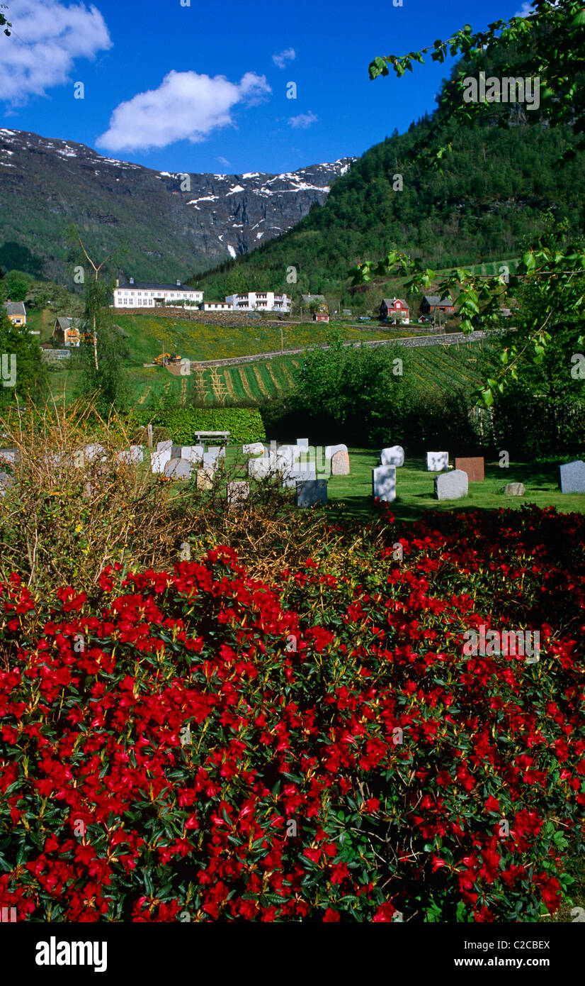 Fiori rossi e campagna, Ullensvang, regione Hardanger, contea di Vestland, Norvegia, Europa Foto Stock