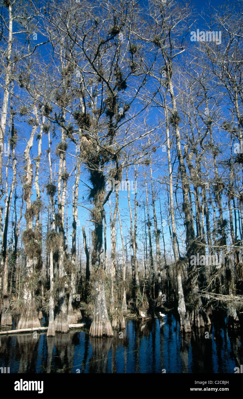 Great White Egret, Egretta alba, White Ibis, Eudocimus albus e Cypress Trees, Famiglia Cupressaceae, Big Cypress National Preserve, Florida, USA Foto Stock