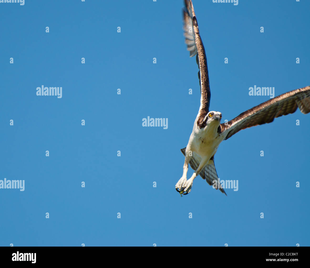 Osprey in volo con cielo blu - Pandion haliaetus Foto Stock