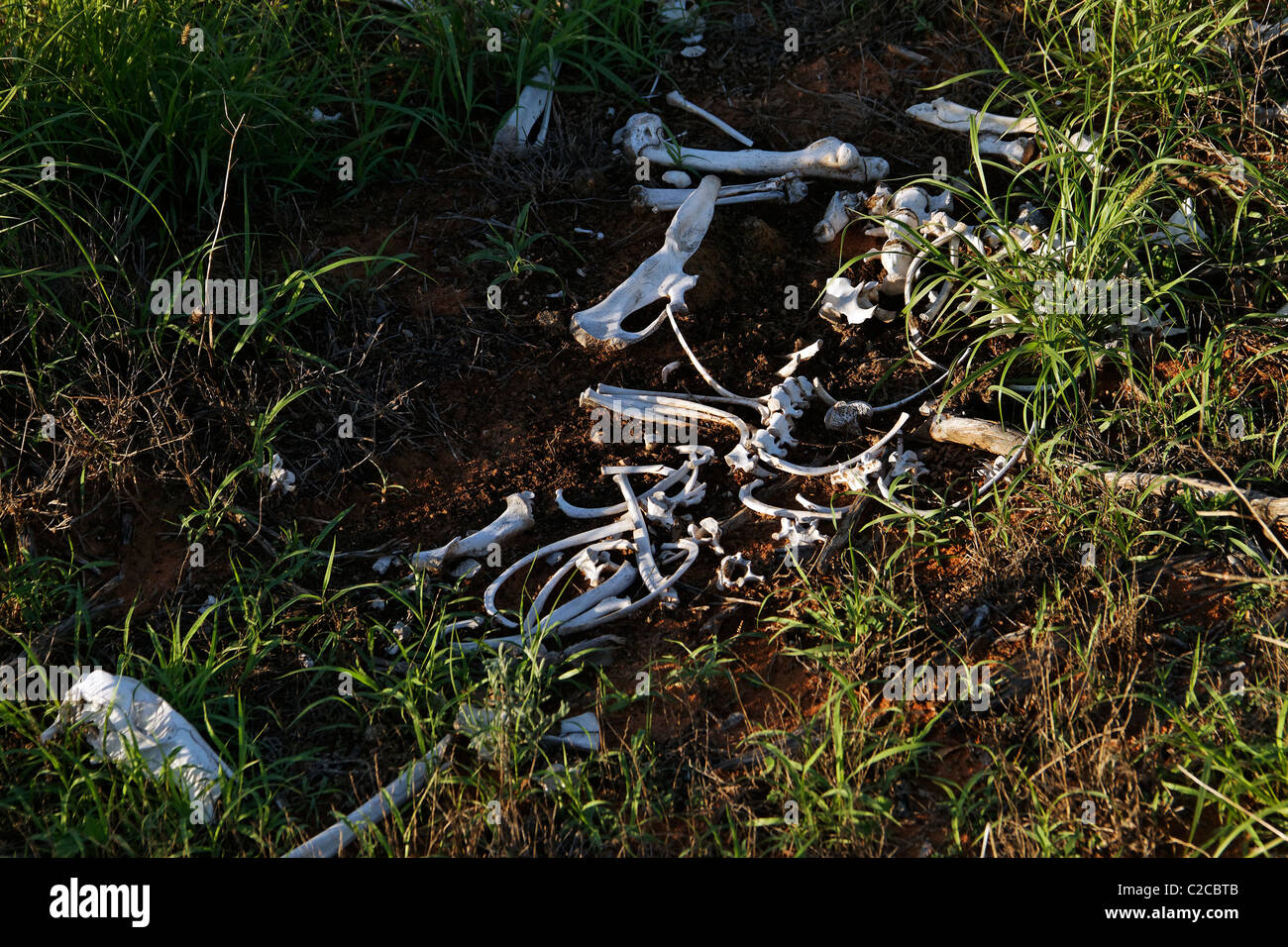 Animali le ossa dello scheletro sul terreno, Denham, Shark Bay, a nord-ovest dell'Australia Foto Stock