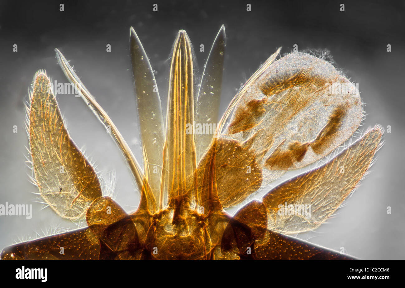 Tabanus sp. Apparato boccale, microfotografia che mostra la struttura generale Foto Stock