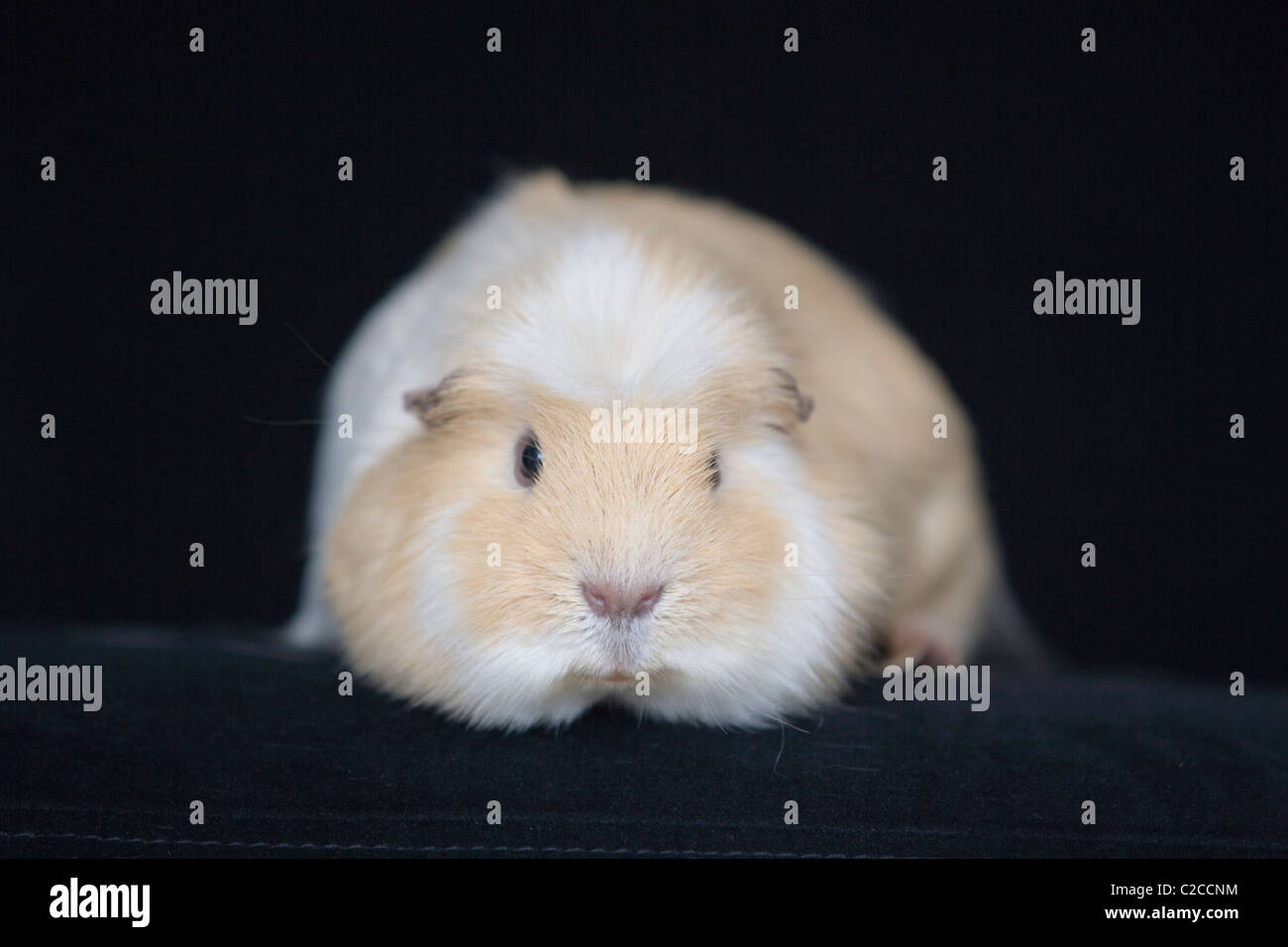 GUINEA PIG Foto Stock