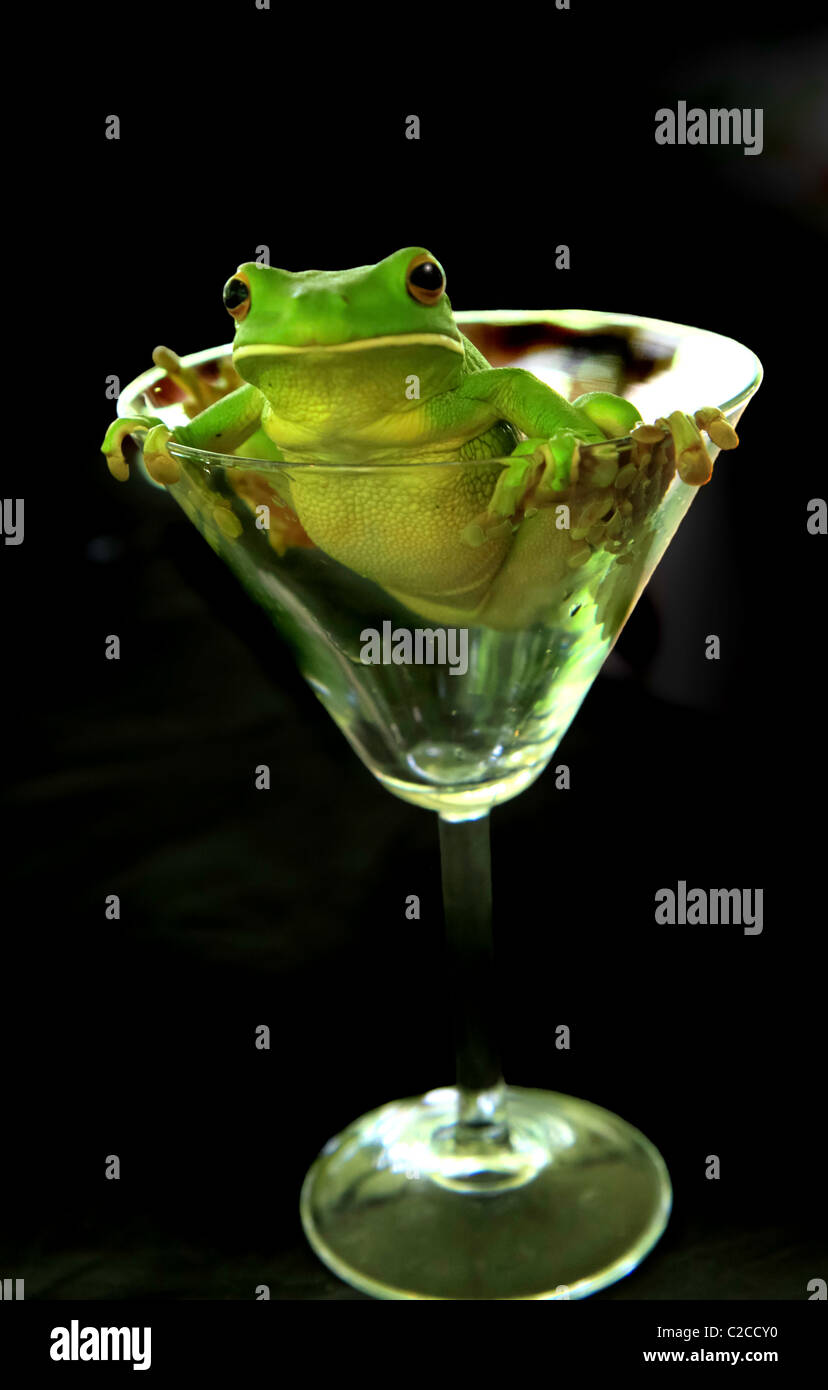 Un ranocchio verde in una coppetta Martini Foto Stock