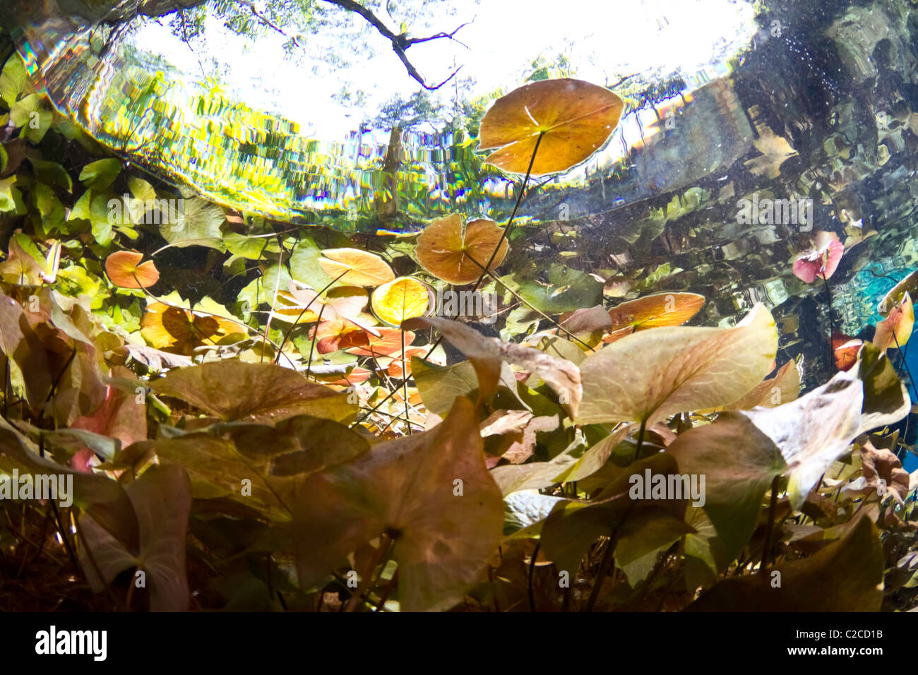 Underwater ninfee e flora fotografati da un cenote in Messico Foto Stock