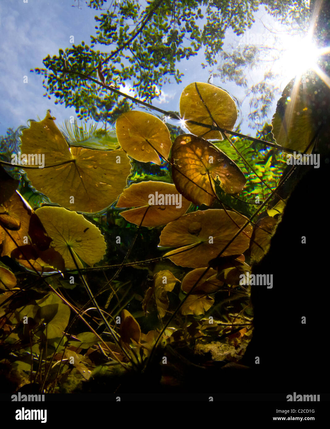 Ninfee fotografata da sott'acqua in un cenote in Messico Foto Stock
