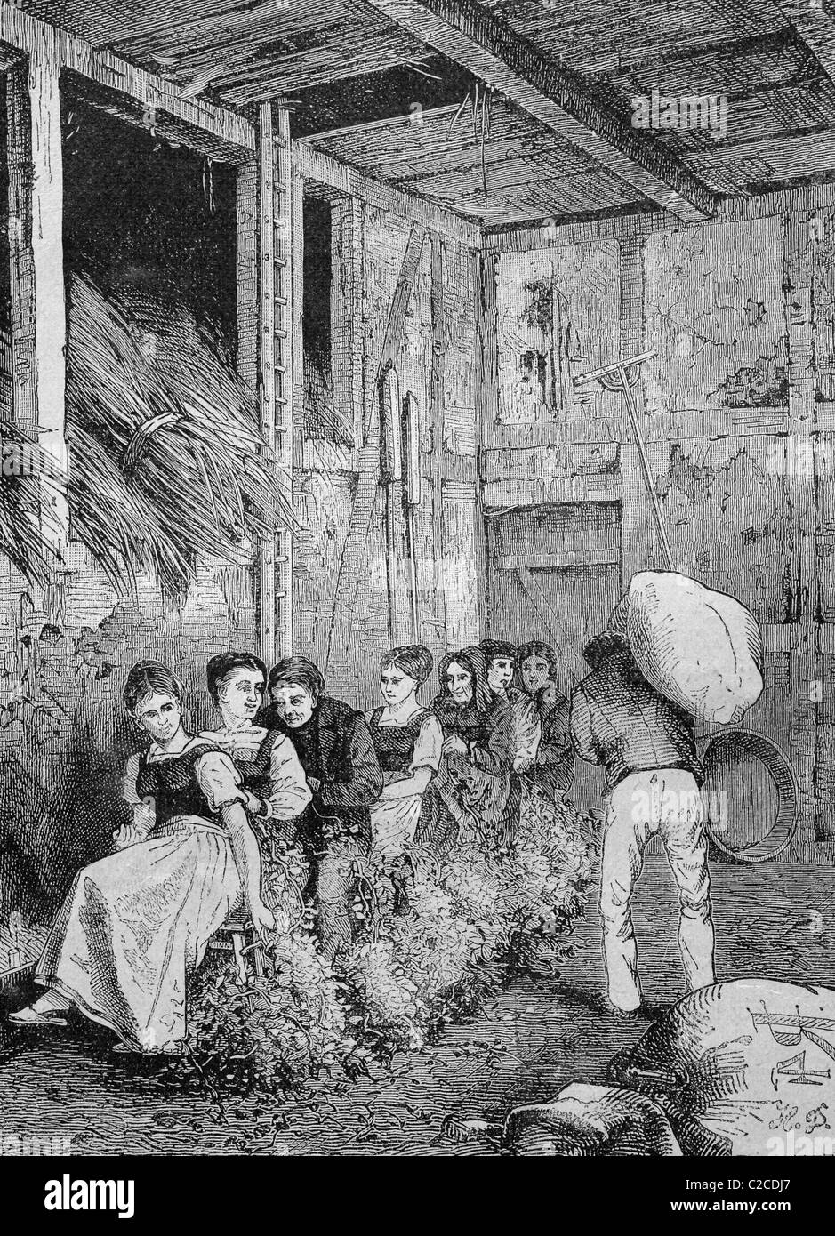 La raccolta del luppolo nel fienile di una casa Altmark, Sassonia-Anhalt, Germania, illustrazione storico circa 1893 Foto Stock