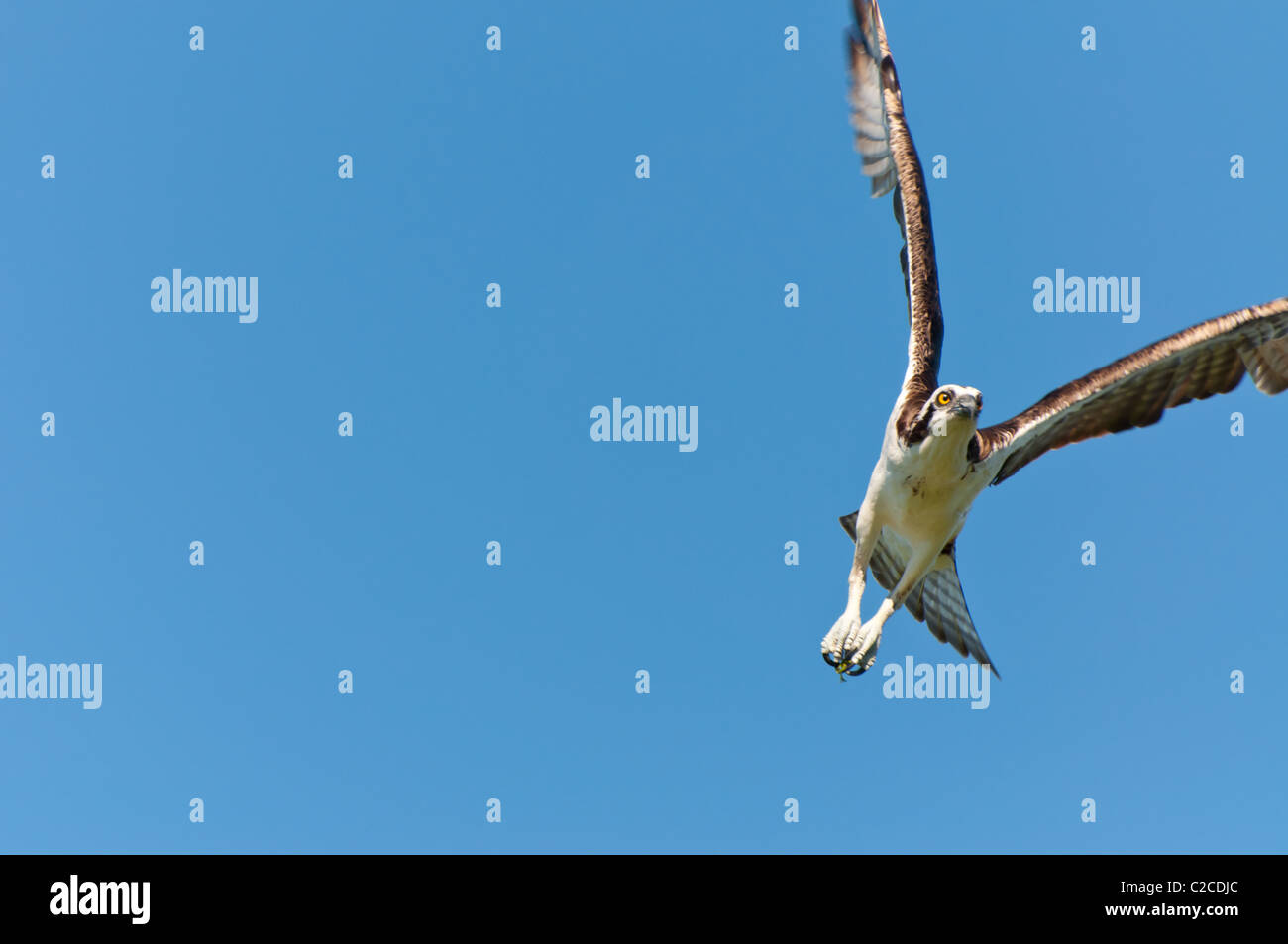 Osprey in volo con solidi cielo blu - Pandion haliaetus Foto Stock