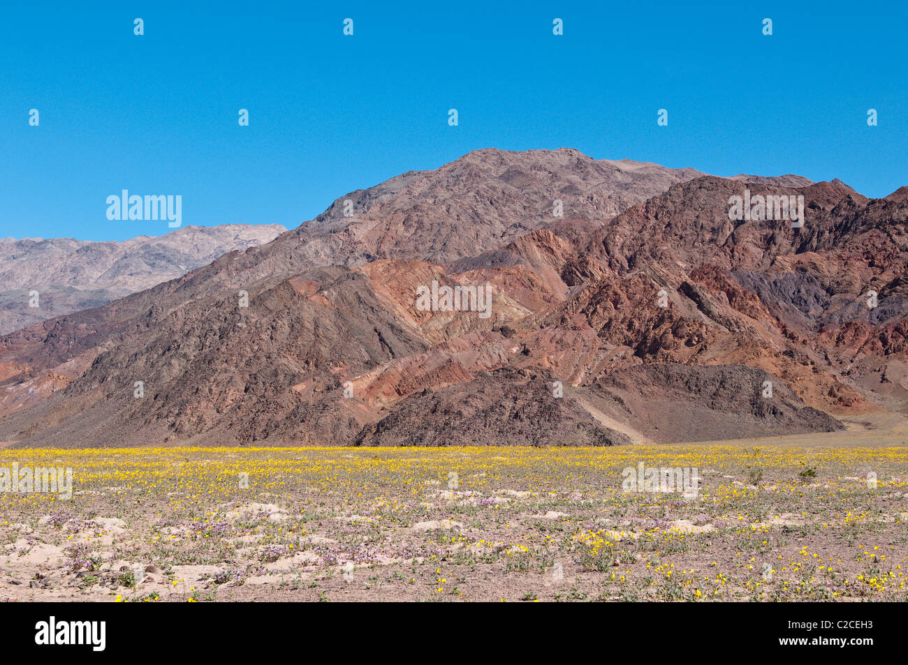In California. Deserto Tarassaco (Malacothrix californica), il Parco Nazionale della Valle della Morte. Foto Stock