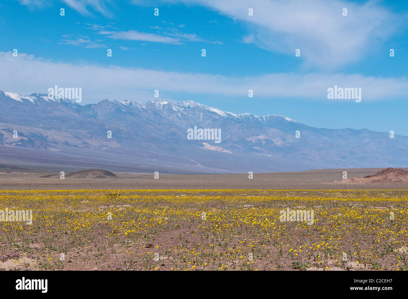 In California. Deserto Tarassaco (Malacothrix californica), il Parco Nazionale della Valle della Morte. Foto Stock