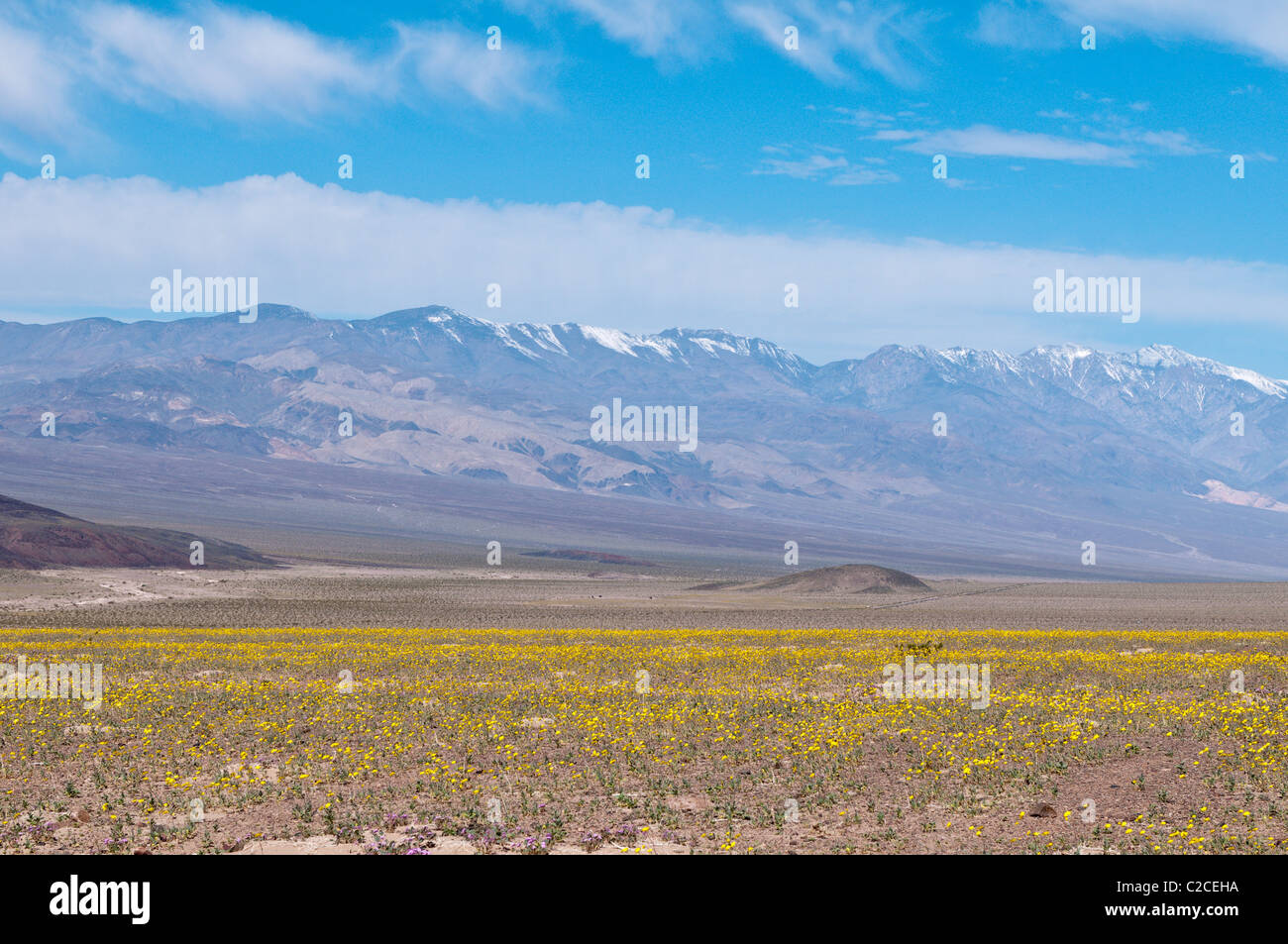 In California. Deserto Tarassaco (Malacothrix californica), il Parco Nazionale della Valle della Morte. Foto Stock