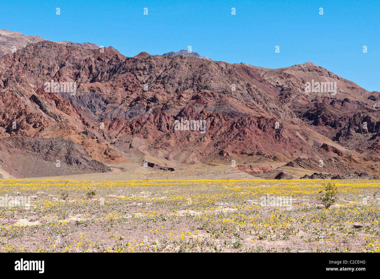 In California. Deserto Tarassaco (Malacothrix californica), il Parco Nazionale della Valle della Morte. Foto Stock