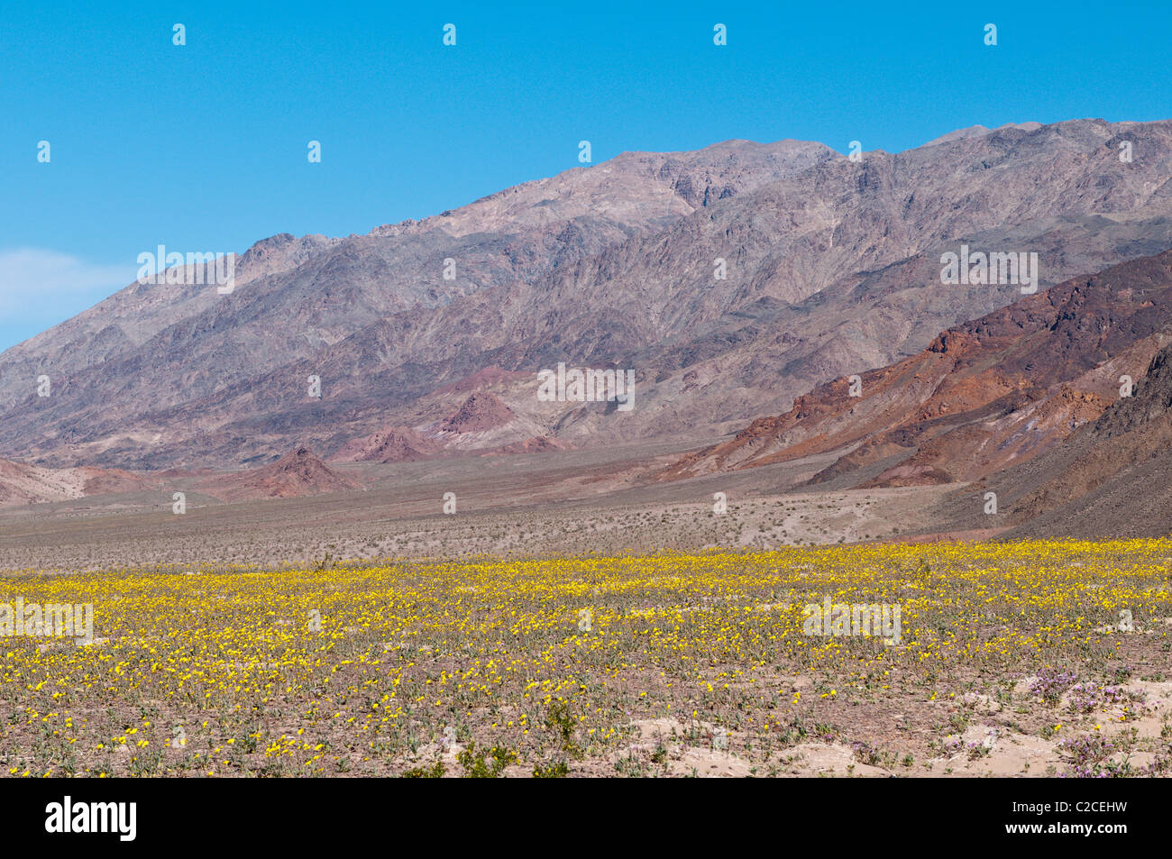 In California. Deserto Tarassaco (Malacothrix californica), il Parco Nazionale della Valle della Morte. Foto Stock