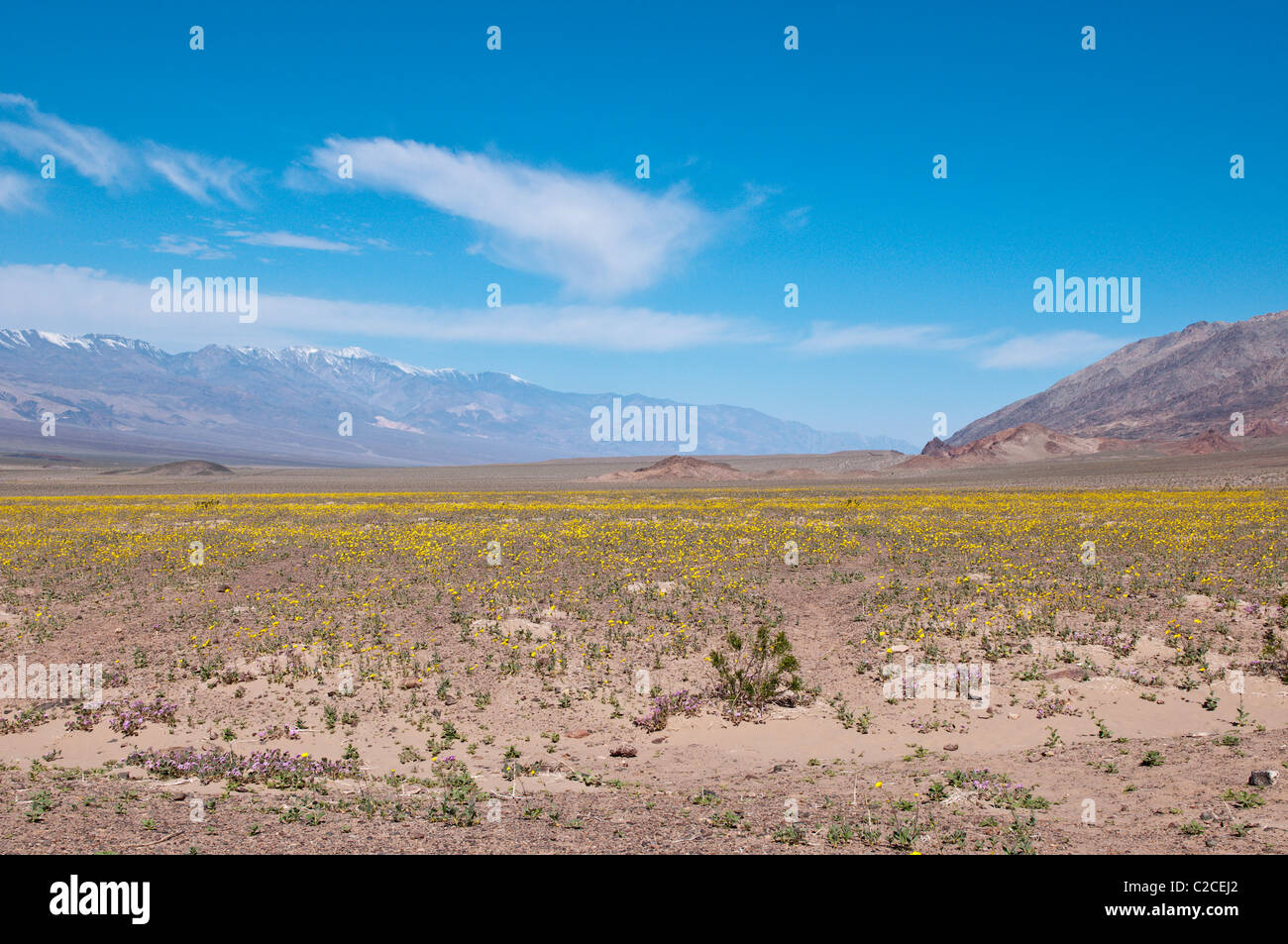 In California. Deserto Tarassaco (Malacothrix californica), il Parco Nazionale della Valle della Morte. Foto Stock