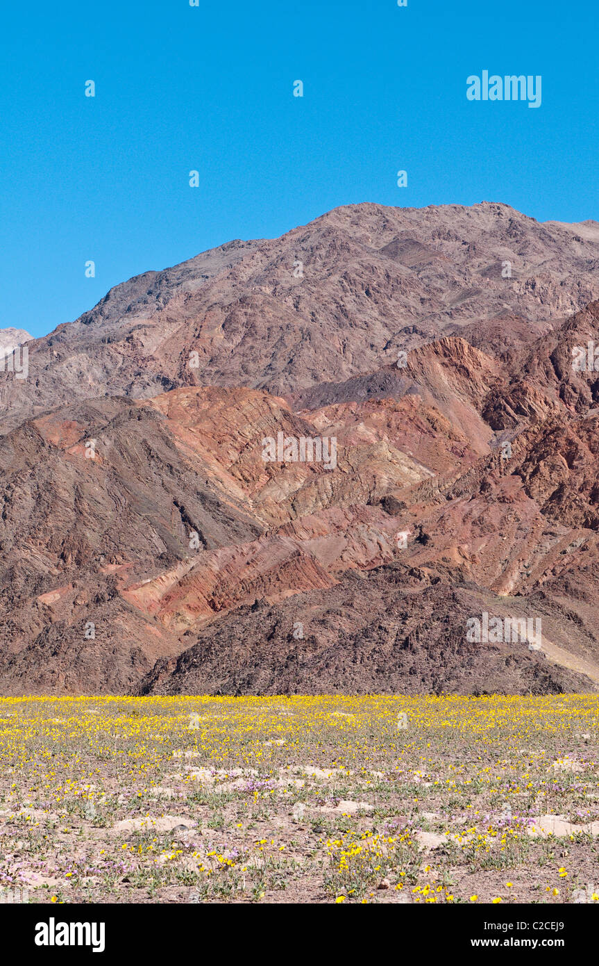 In California. Deserto Tarassaco (Malacothrix californica), il Parco Nazionale della Valle della Morte. Foto Stock