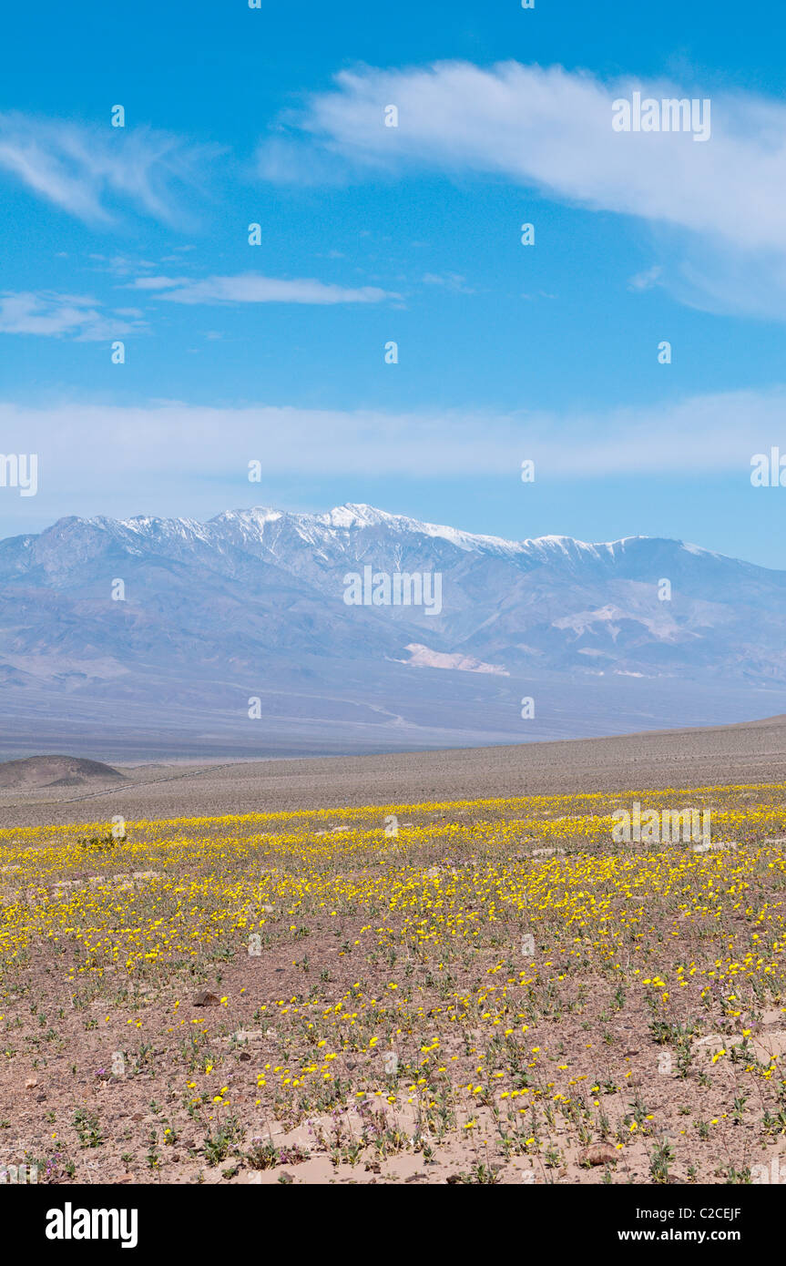 In California. Deserto Tarassaco (Malacothrix californica), il Parco Nazionale della Valle della Morte. Foto Stock