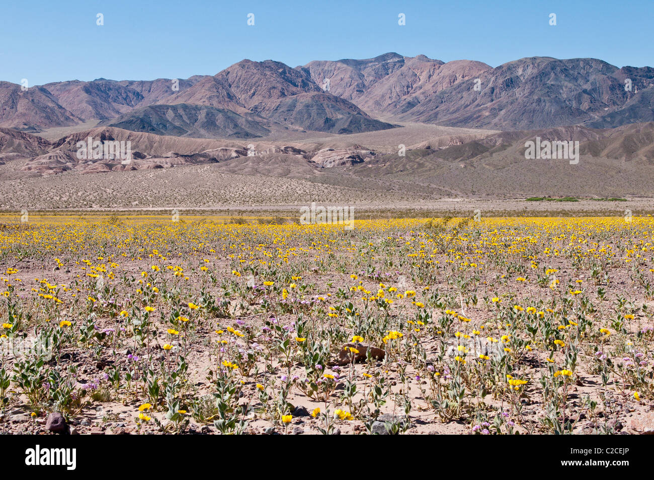 In California. Deserto Tarassaco (Malacothrix californica), il Parco Nazionale della Valle della Morte. Foto Stock