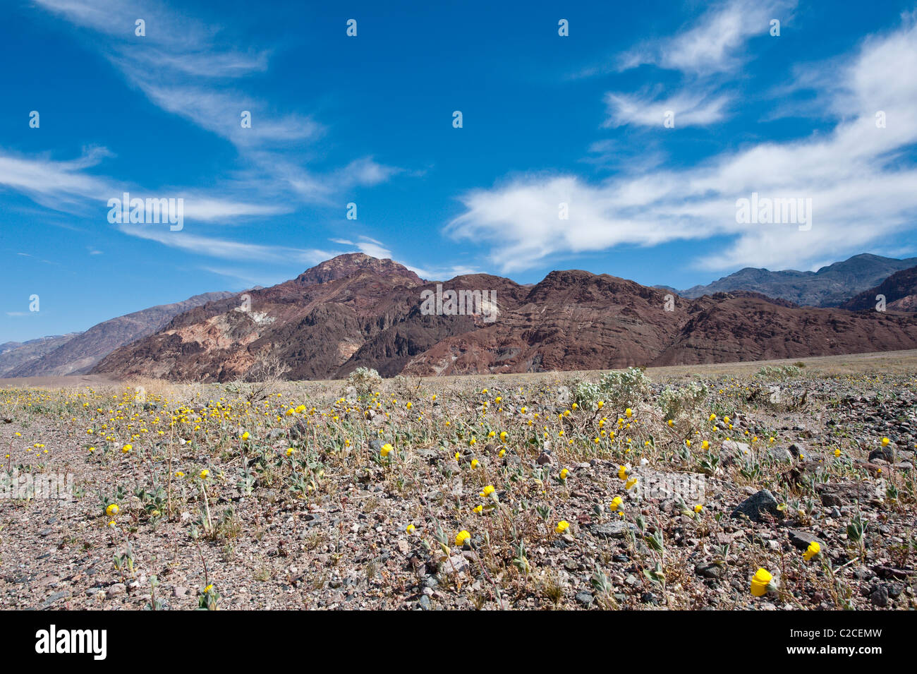 In California. Deserto Tarassaco (Malacothrix californica), il Parco Nazionale della Valle della Morte. Foto Stock