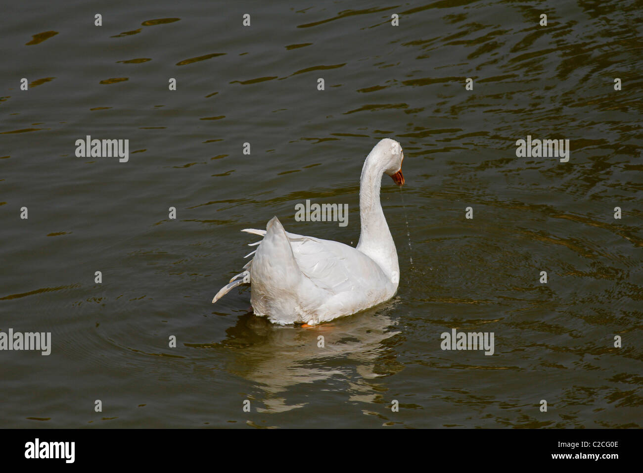 Domestico, anatra Anas platyrhynchos f domestica a nuotare in un stagno di Pune, Maharashtra, India. Foto Stock