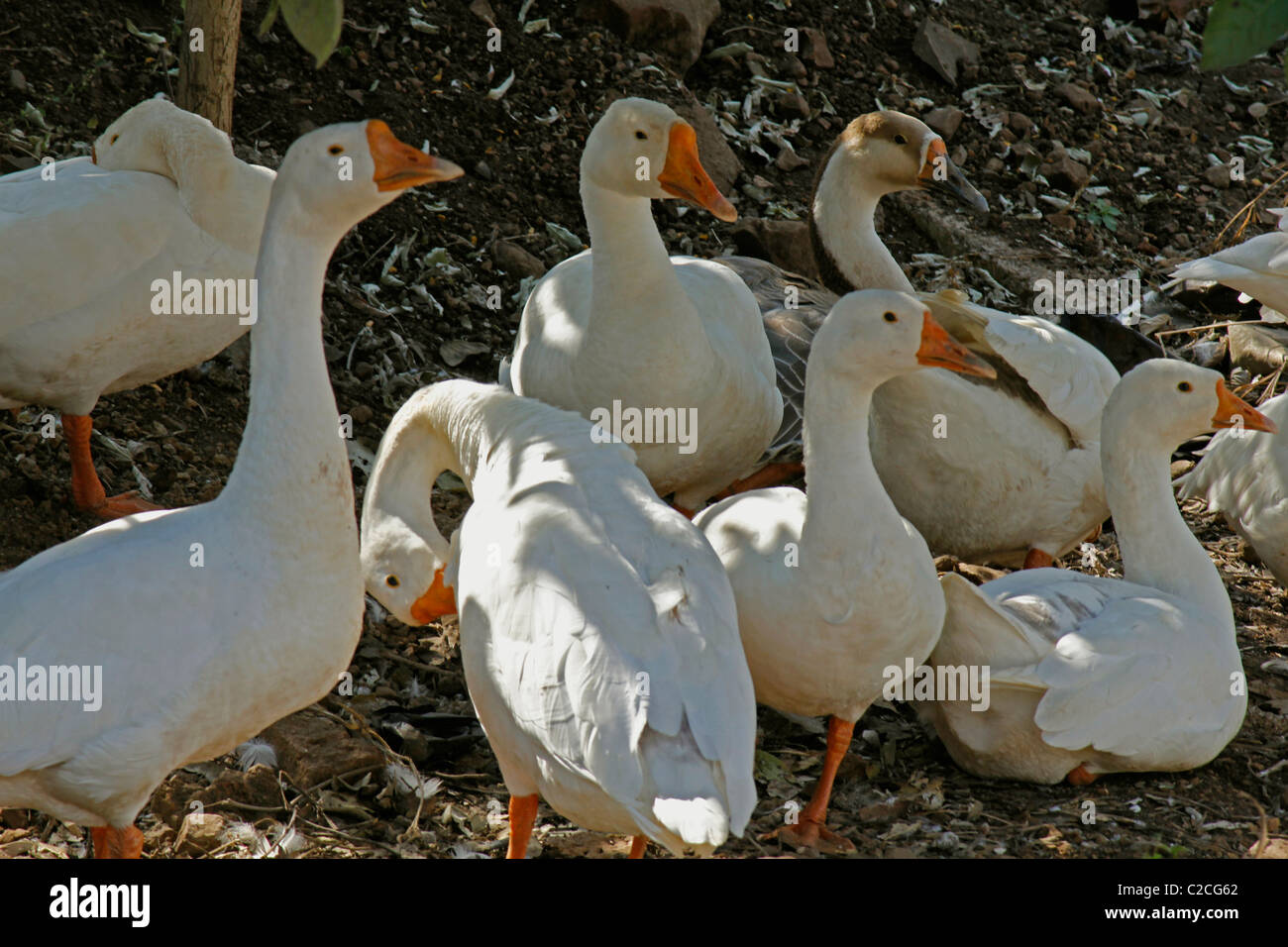 Le anatre domestiche, Anas platyrhynchos f domestica nei pressi di un laghetto di Pune, Maharashtra, India Foto Stock