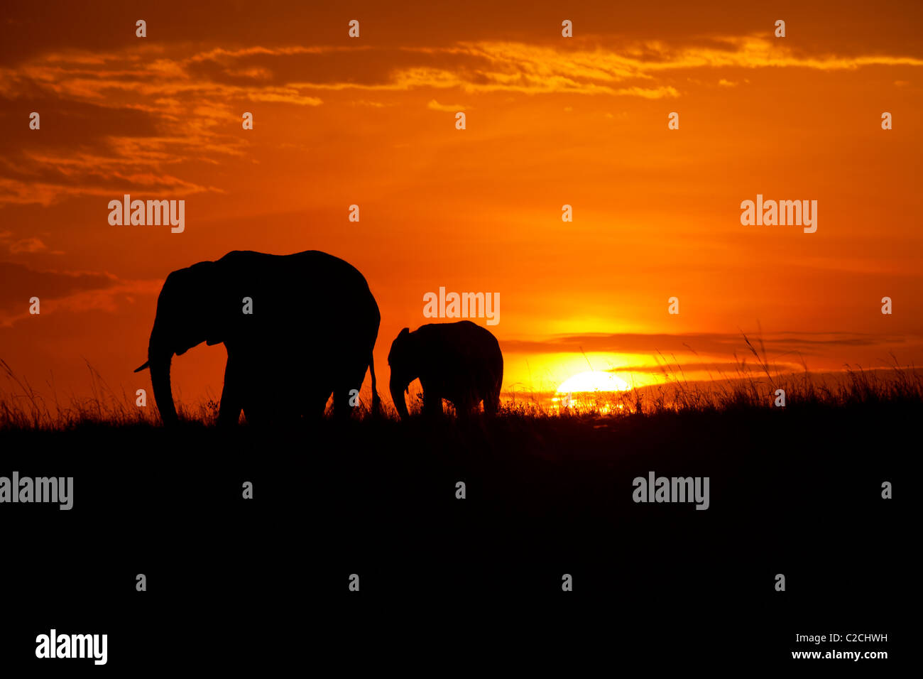 Gli elefanti africani stagliano in sunset Foto Stock