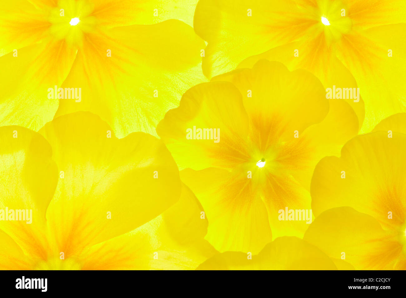 Fiore giallo sullo sfondo Foto Stock