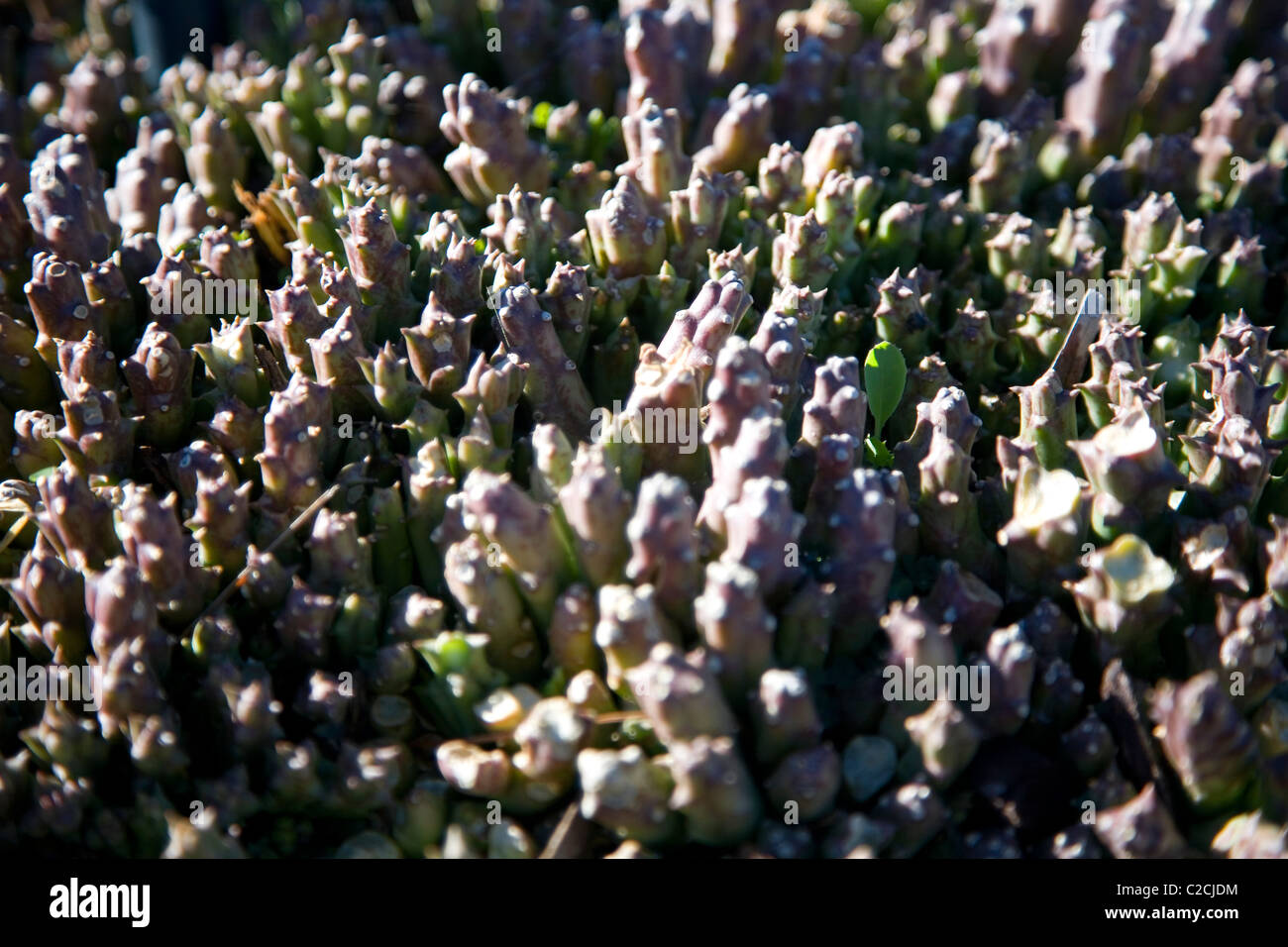 Aasblom o Orbea variegata stelo succulento Foto Stock