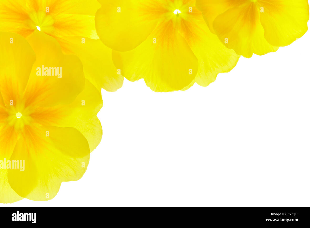 Fiore giallo confine Foto Stock