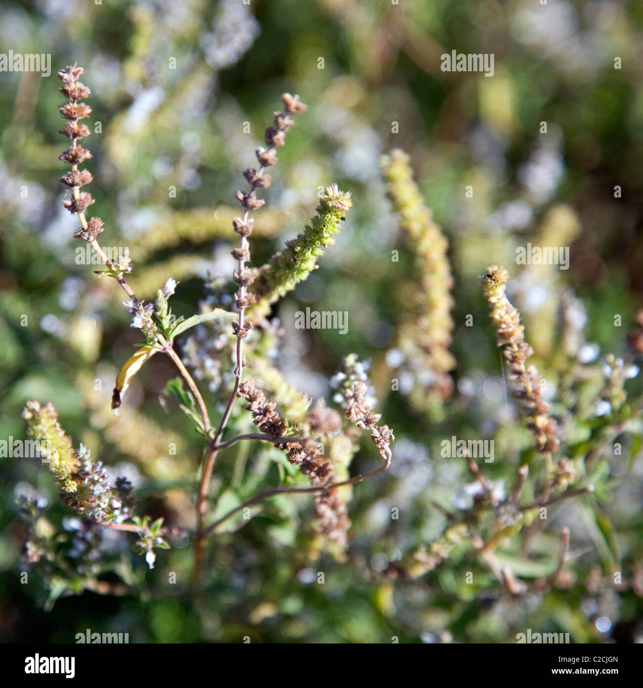 Mentha Longilfolia o menta selvatica in Sud Africa Foto Stock