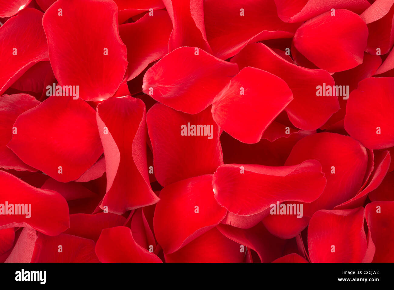 Red petali di rosa sullo sfondo Foto Stock
